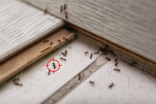 Reliable Aristocrat Ranchettes, CO Pest Control Solutions