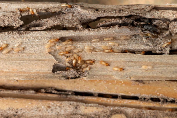 Best Ant Control Services  in Aristocrat Ranchettes, CO